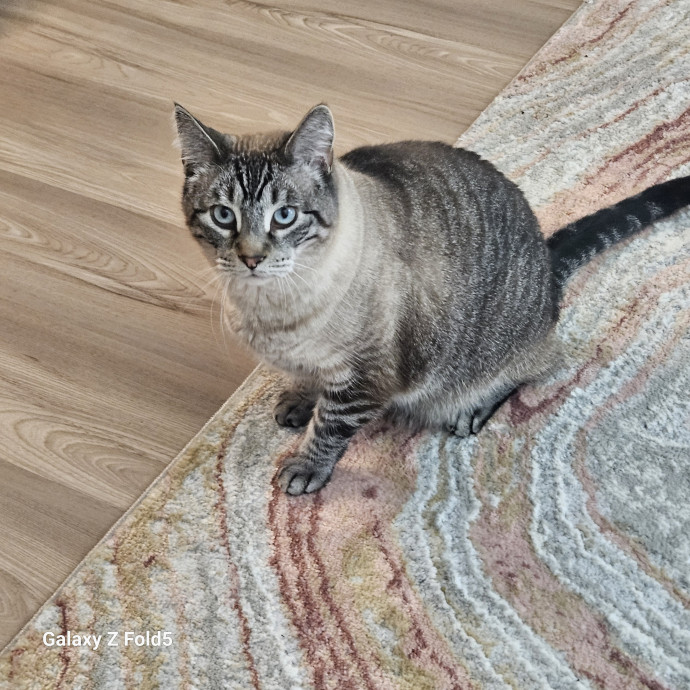 Purrfectly Ready To Cat Sit photo 2