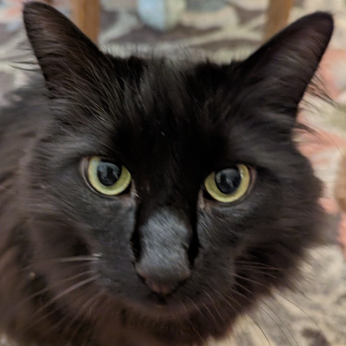 Cat Care With Kristin