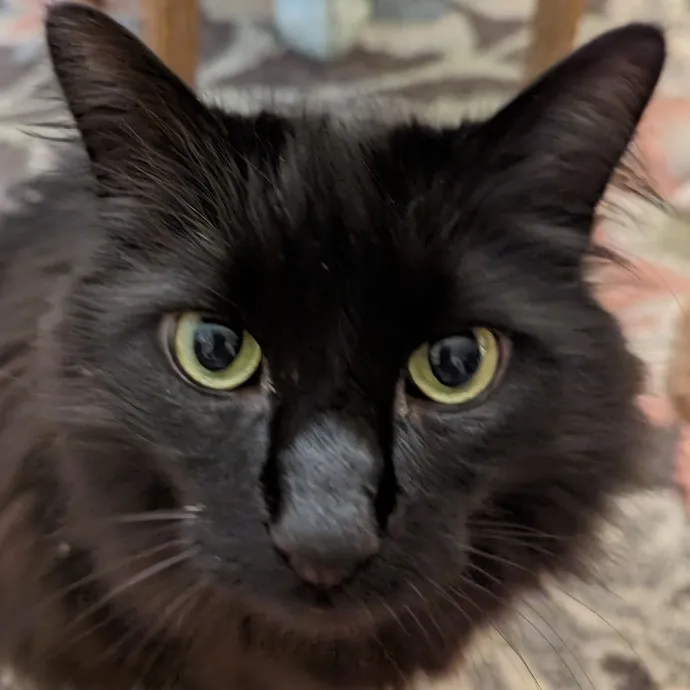 Cat Care With Kristin