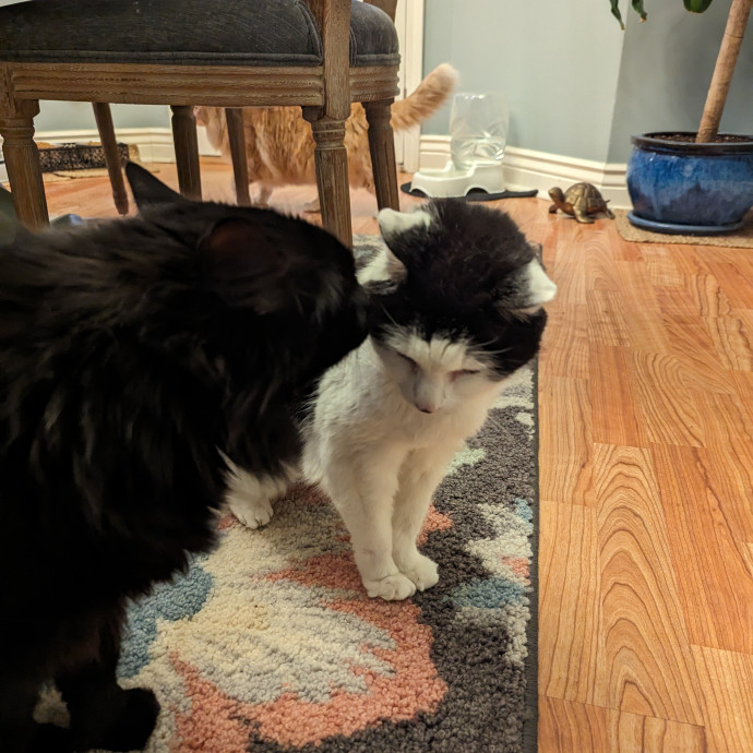 Cat Care With Kristin