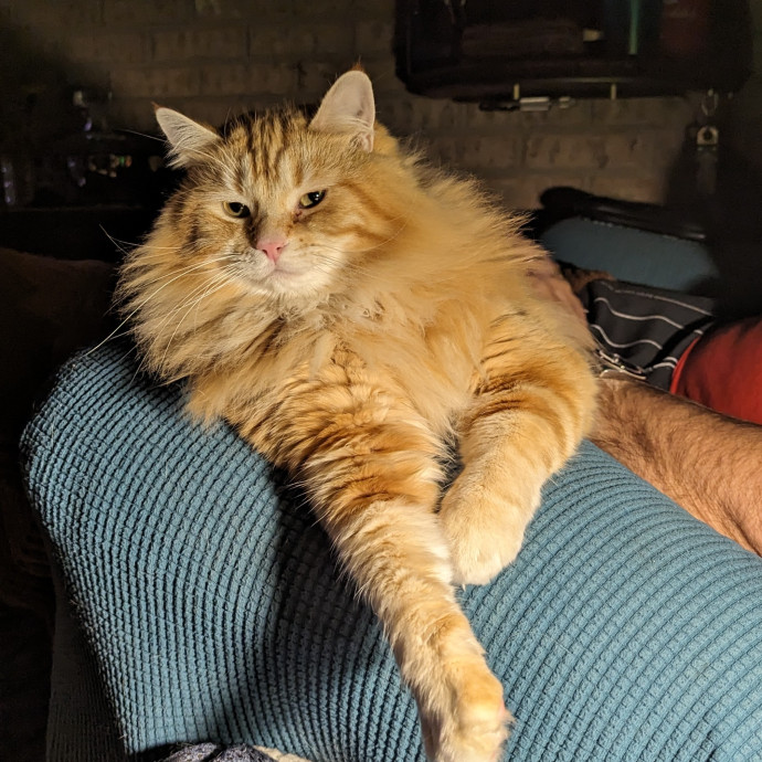 Cat Care With Kristin