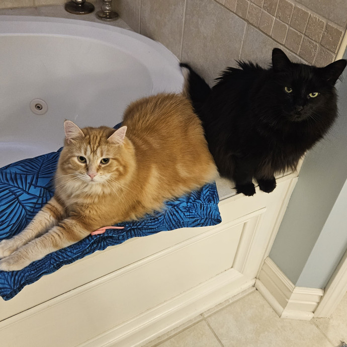 Cat Care With Kristin