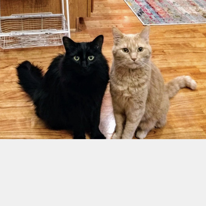 Cat Care With Kristin