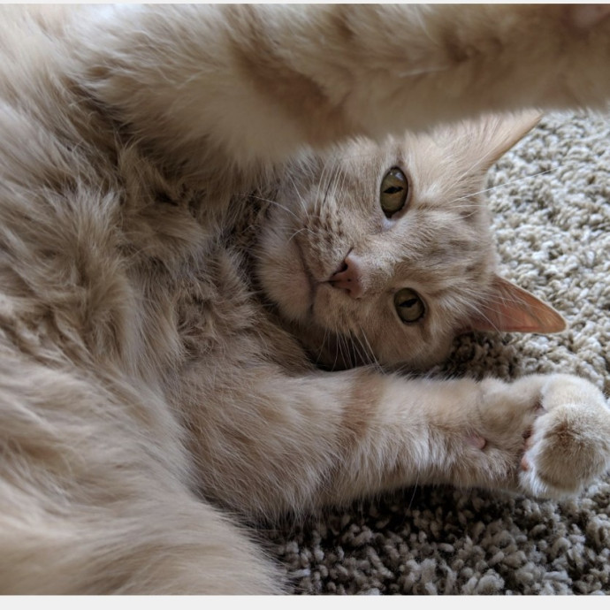Cat Care With Kristin