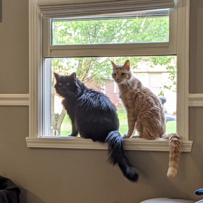 Cat Care With Kristin