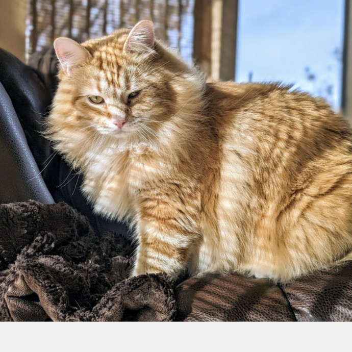 Cat Care With Kristin photo 3