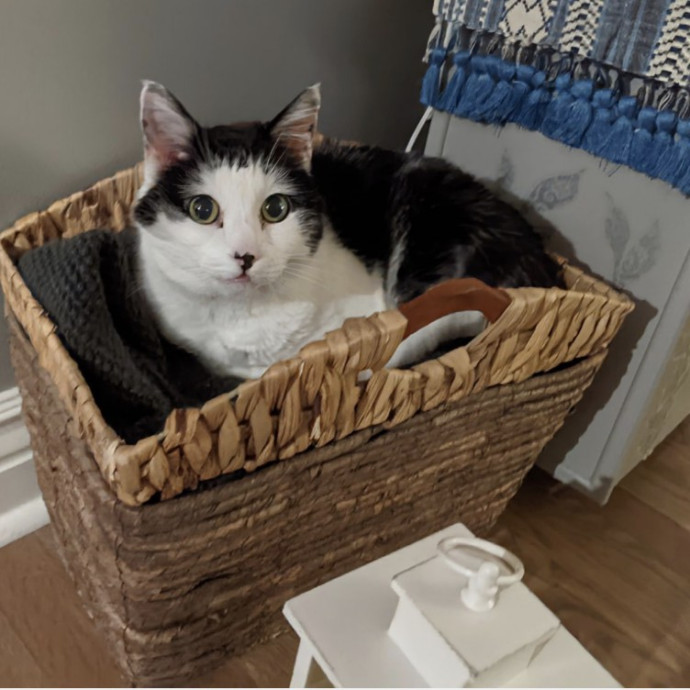 Cat Care With Kristin photo 2