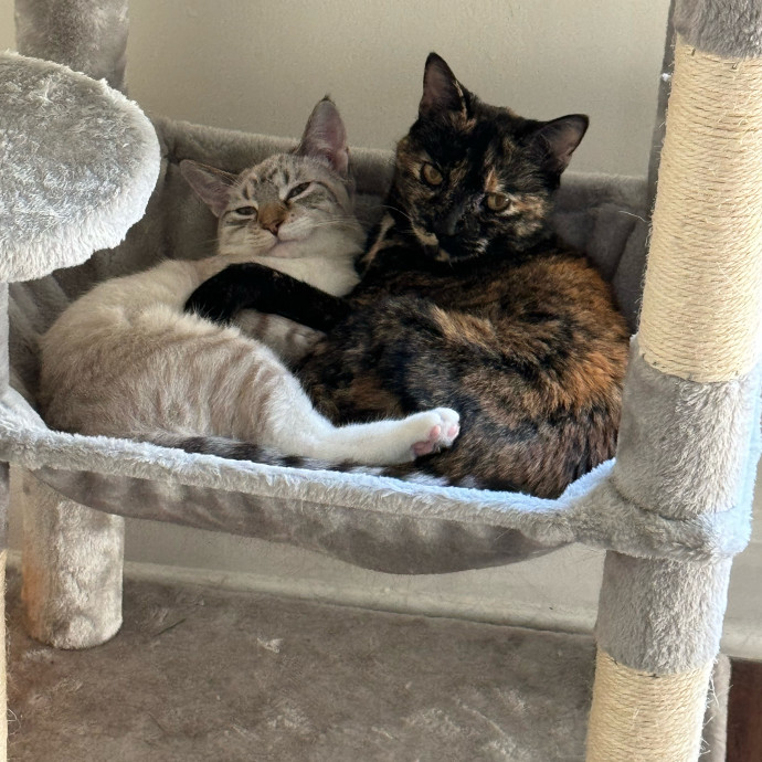 Tristan's Kitty Care