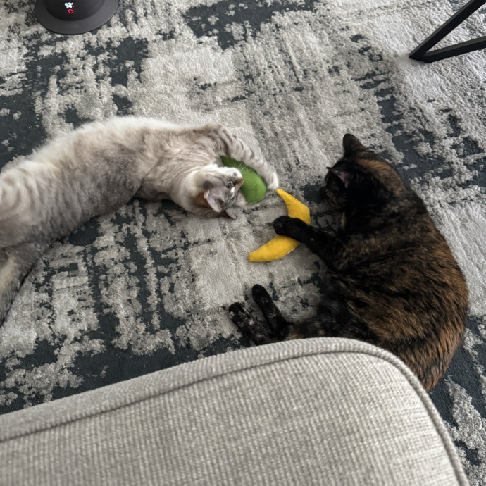 Tristan's Kitty Care