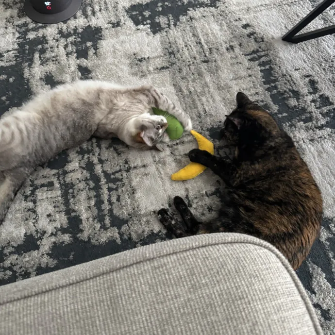 Tristan's Kitty Care