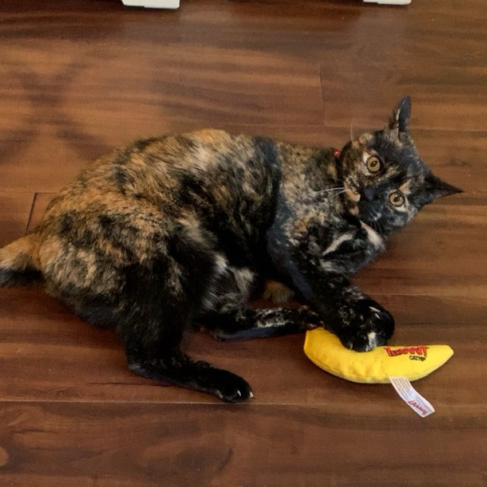Tristan's Kitty Care