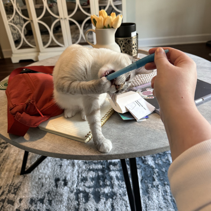 Tristan's Kitty Care