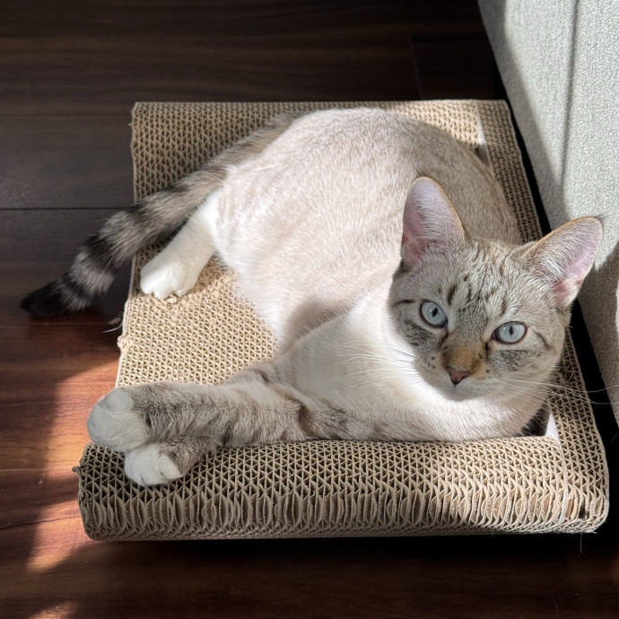 Tristan's Kitty Care