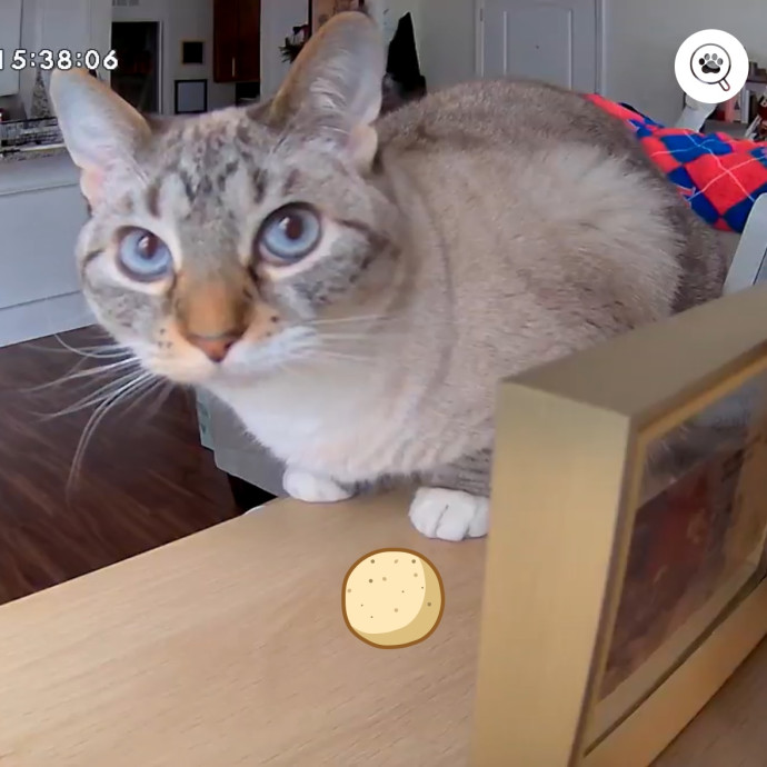 Tristan's Kitty Care