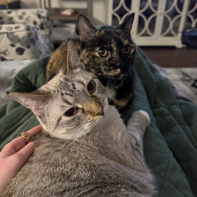 Tristan's Kitty Care photo 3