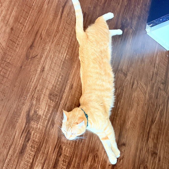 Cat Mom