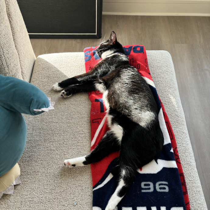 Cat Mom photo 3