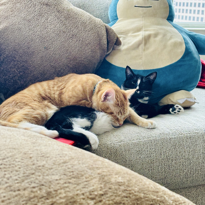 Cat Mom photo 2
