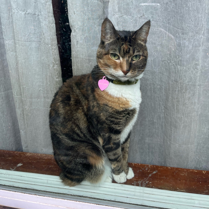 Kimmy's Kat Sitting