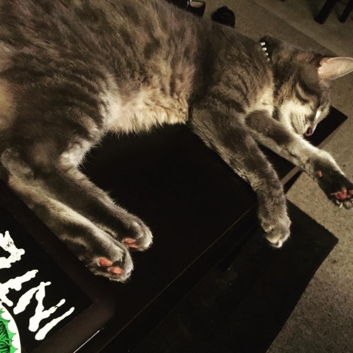 Kimmy's Kat Sitting