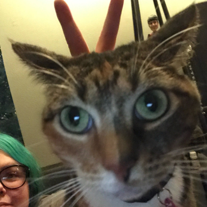 Kimmy's Kat Sitting