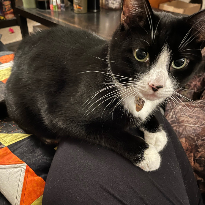 Kimmy's Kat Sitting photo 3