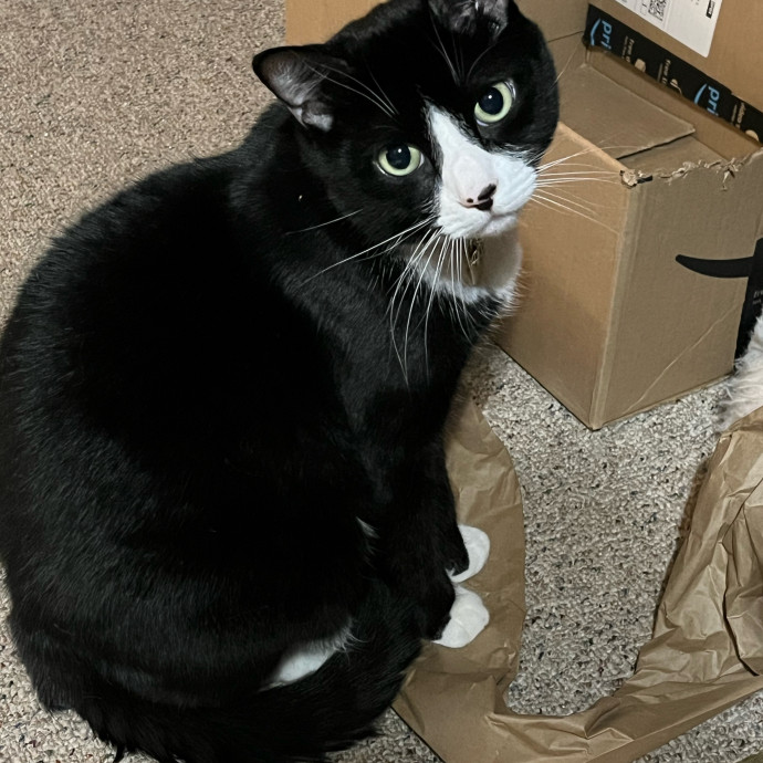 Kimmy's Kat Sitting photo 2