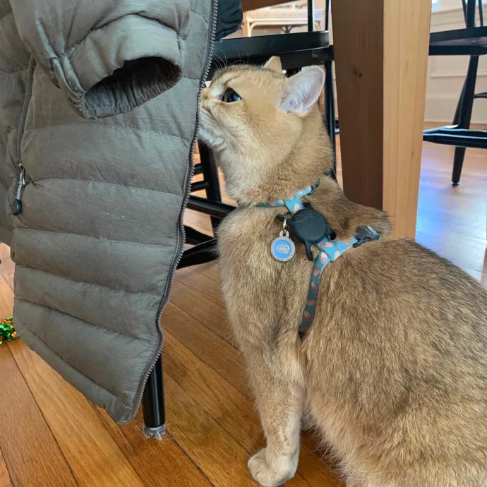 Jackie's Cat Sitting