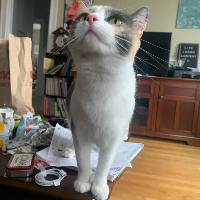 Jackie's Cat Sitting