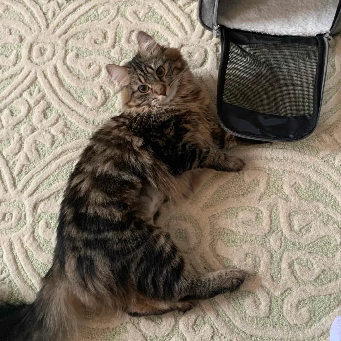 Jackie's Cat Sitting