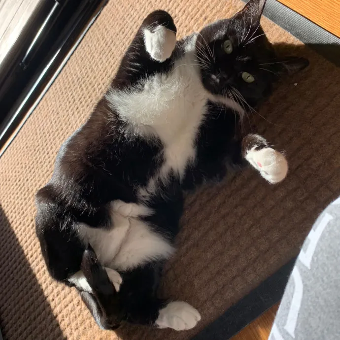 Jackie's Cat Sitting