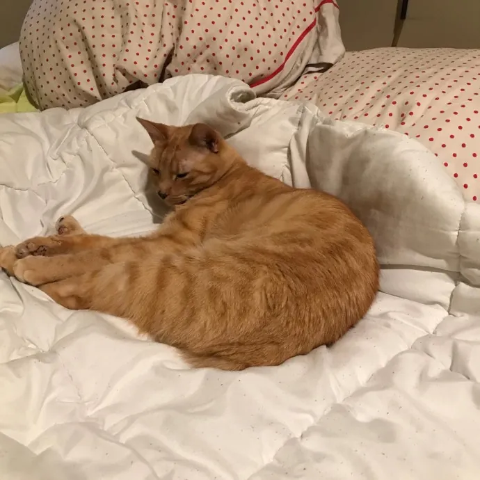 Jackie's Cat Sitting