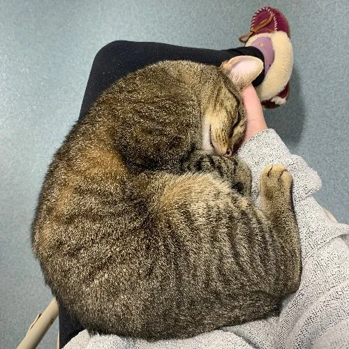 Jackie's Cat Sitting