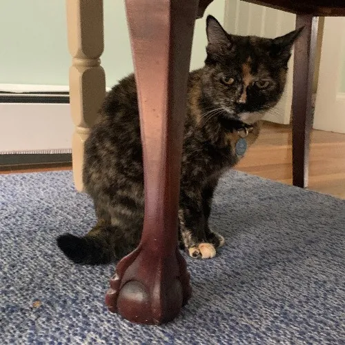 Jackie's Cat Sitting