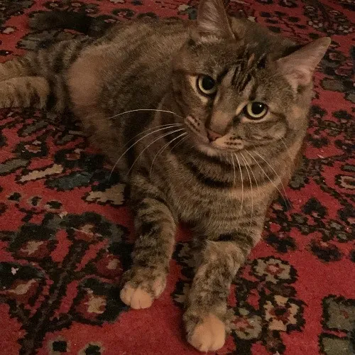 Jackie's Cat Sitting