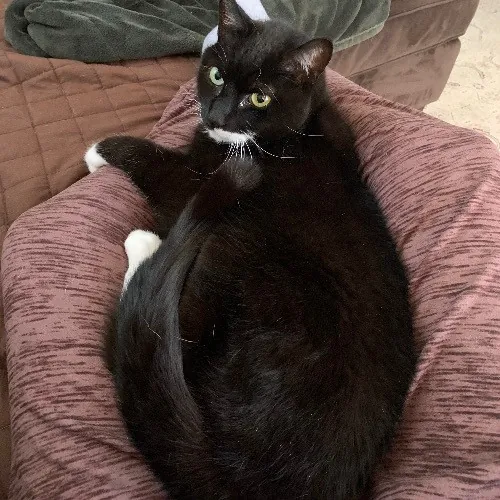 Jackie's Cat Sitting