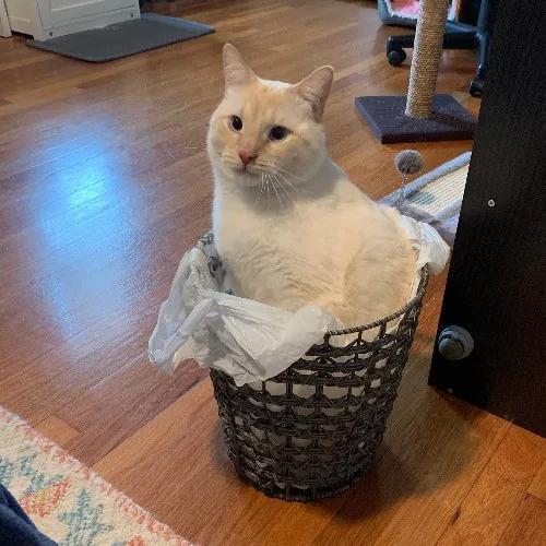 Jackie's Cat Sitting