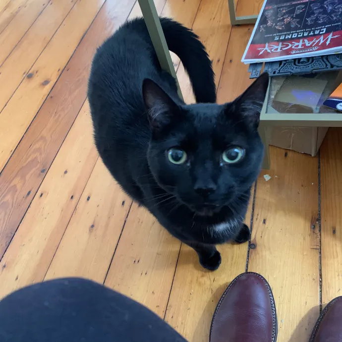 Jackie's Cat Sitting