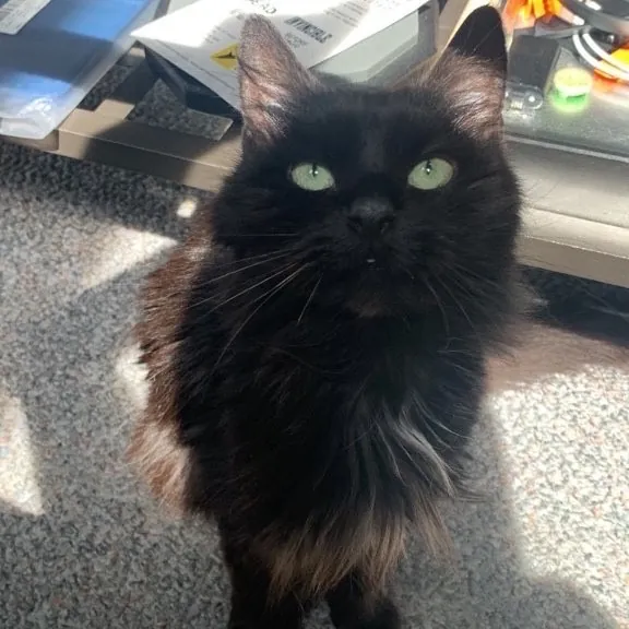 Jackie's Cat Sitting