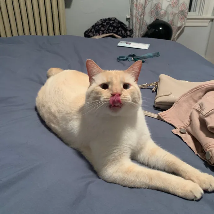 Jackie's Cat Sitting