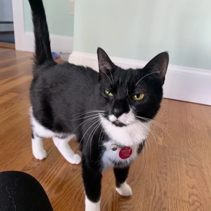 Jackie's Cat Sitting