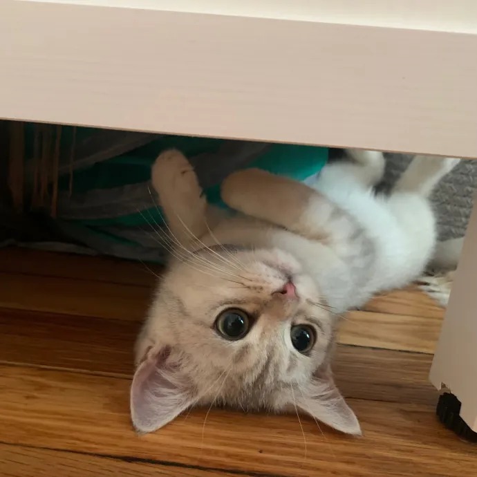 Jackie's Cat Sitting