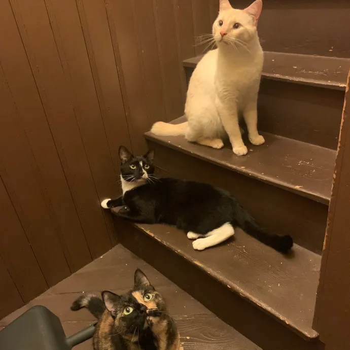 Jackie's Cat Sitting