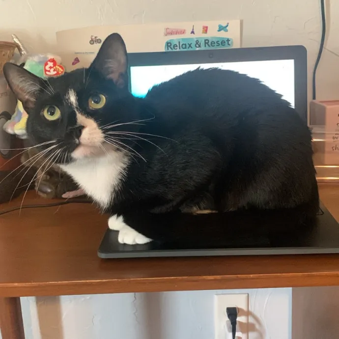 Jackie's Cat Sitting