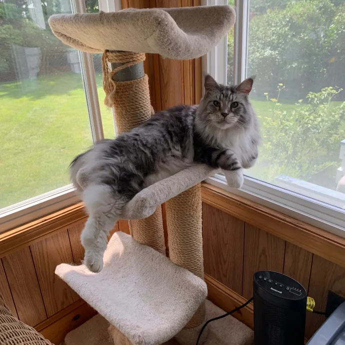 Jackie's Cat Sitting