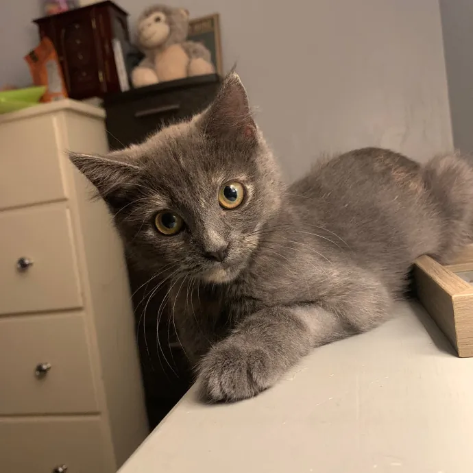 Jackie's Cat Sitting