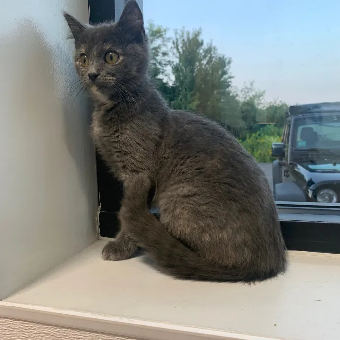 Jackie's Cat Sitting