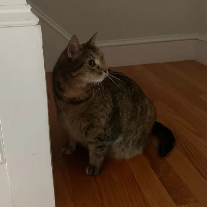 Jackie's Cat Sitting