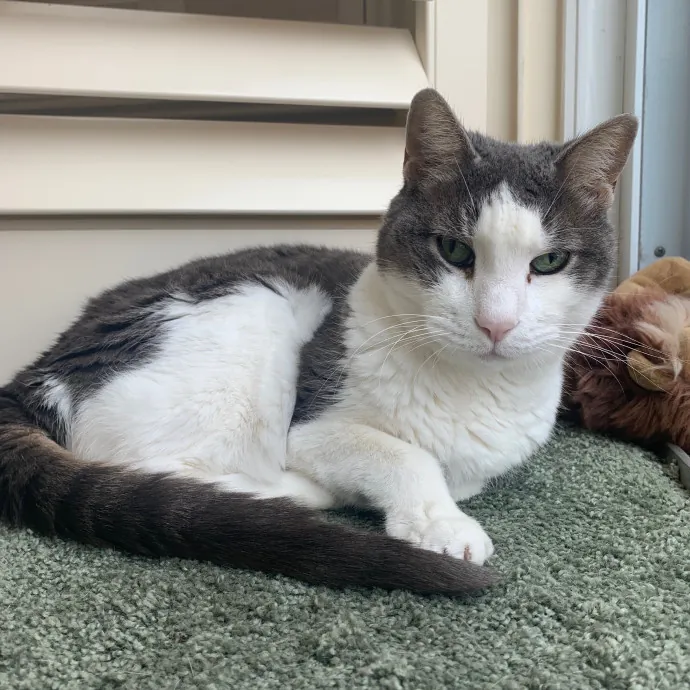 Jackie's Cat Sitting