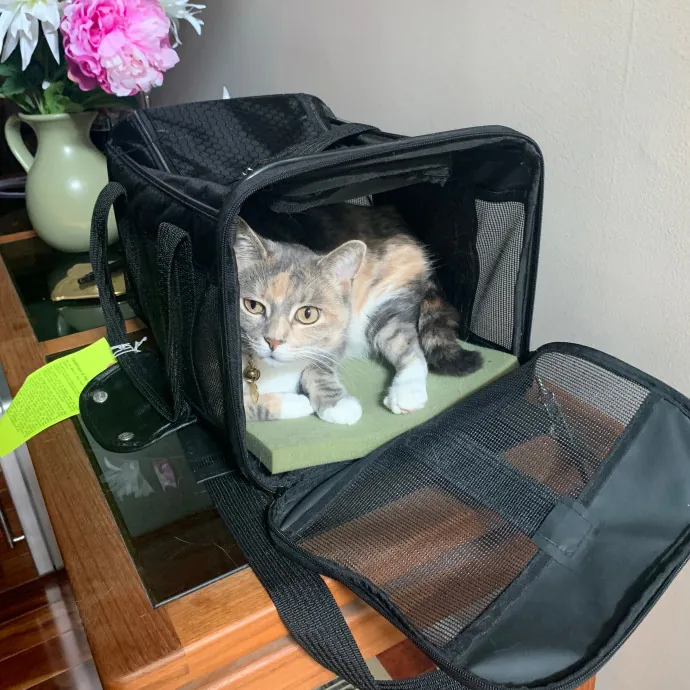 Jackie's Cat Sitting